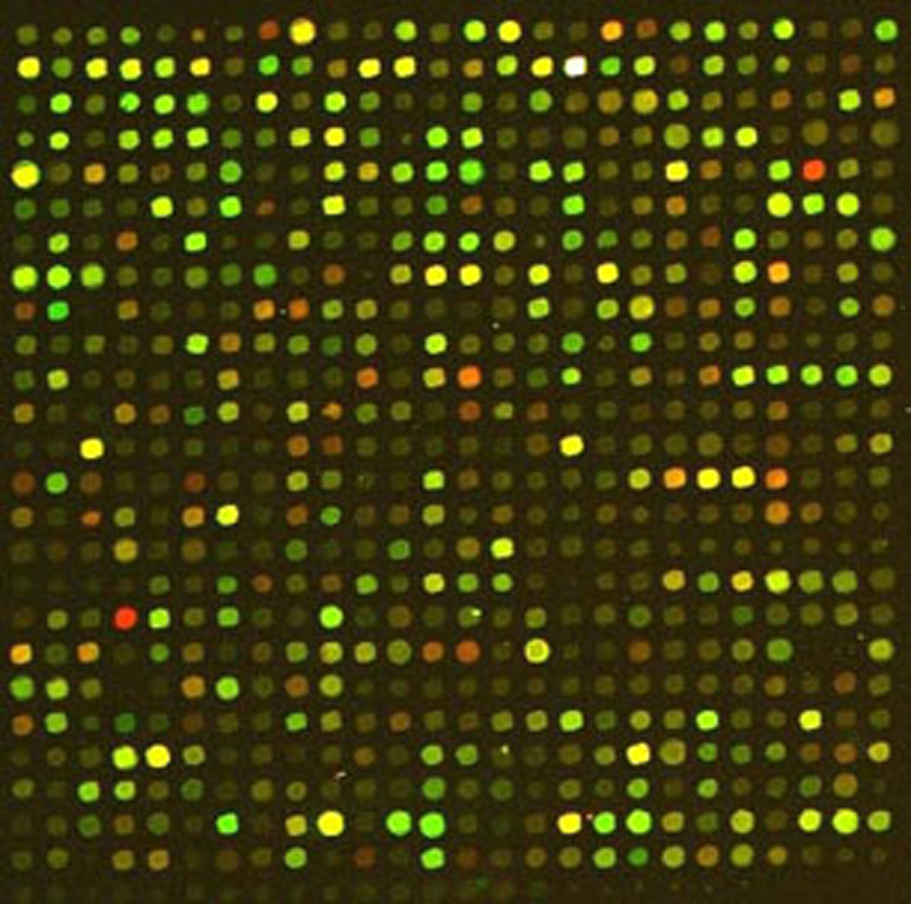this is the microarray picture