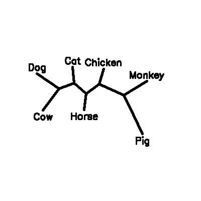 Phylogenetic Tree